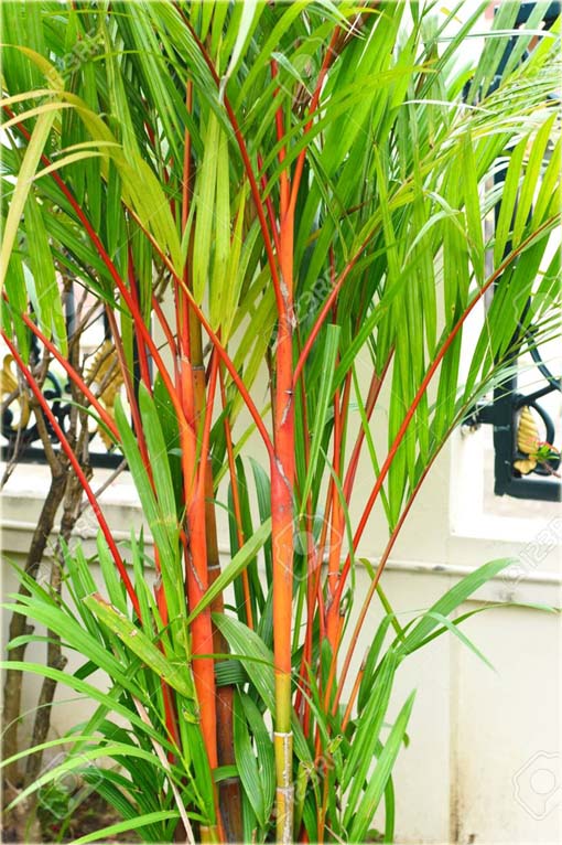 Bambus czerwony